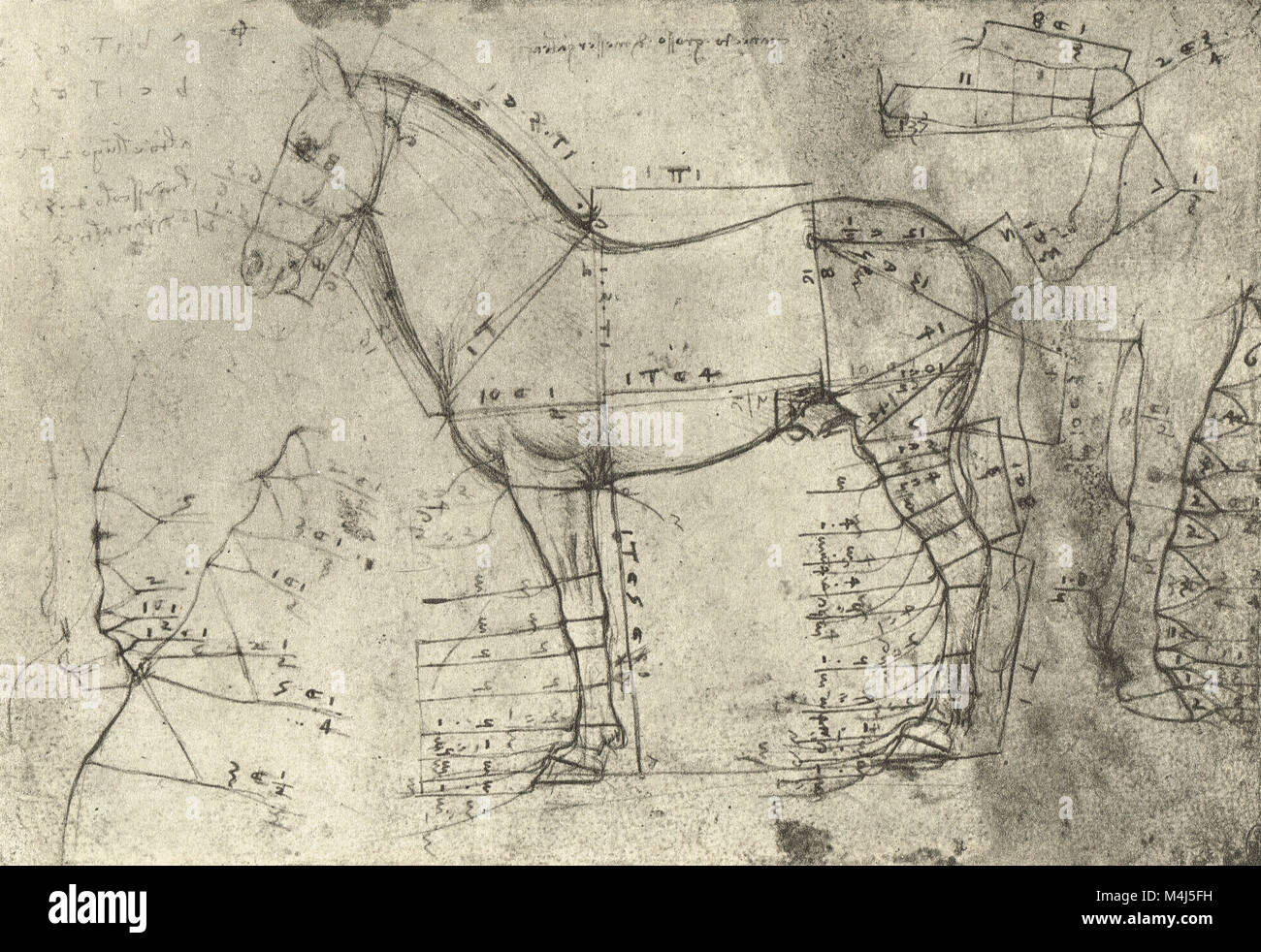 A measured Horse in profile to the left, equine Anatomical drawing, drawn by Leonardo Da Vinci, 1452-1519 Stock Photo