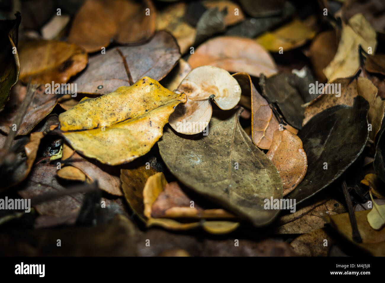 Carpet Leaves High Resolution Stock Photography and Images - Alamy