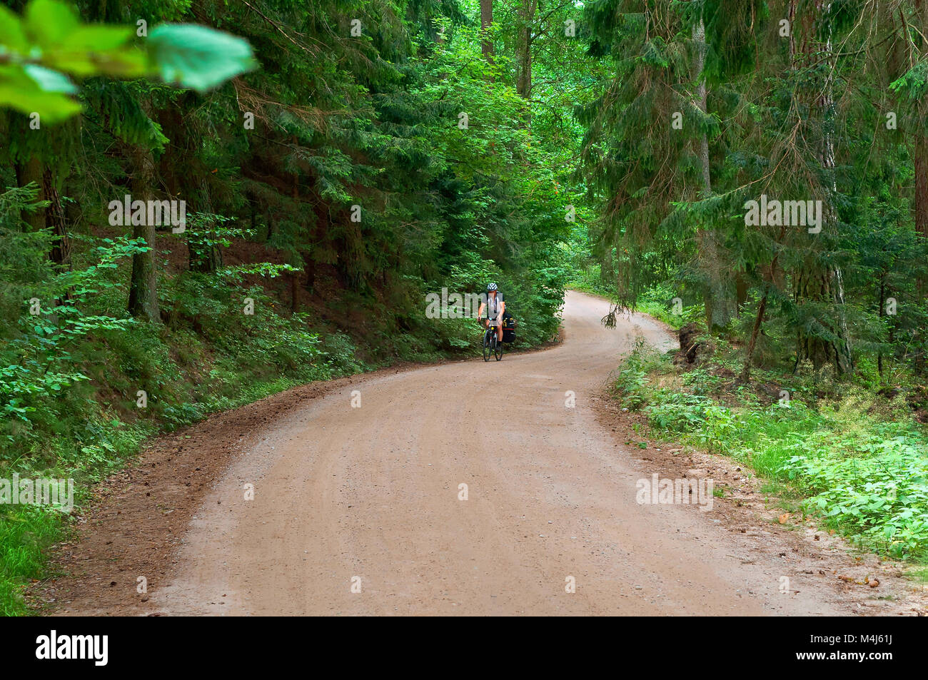 walkway of tall old green trees, the old dirt road between the tall trees Stock Photo