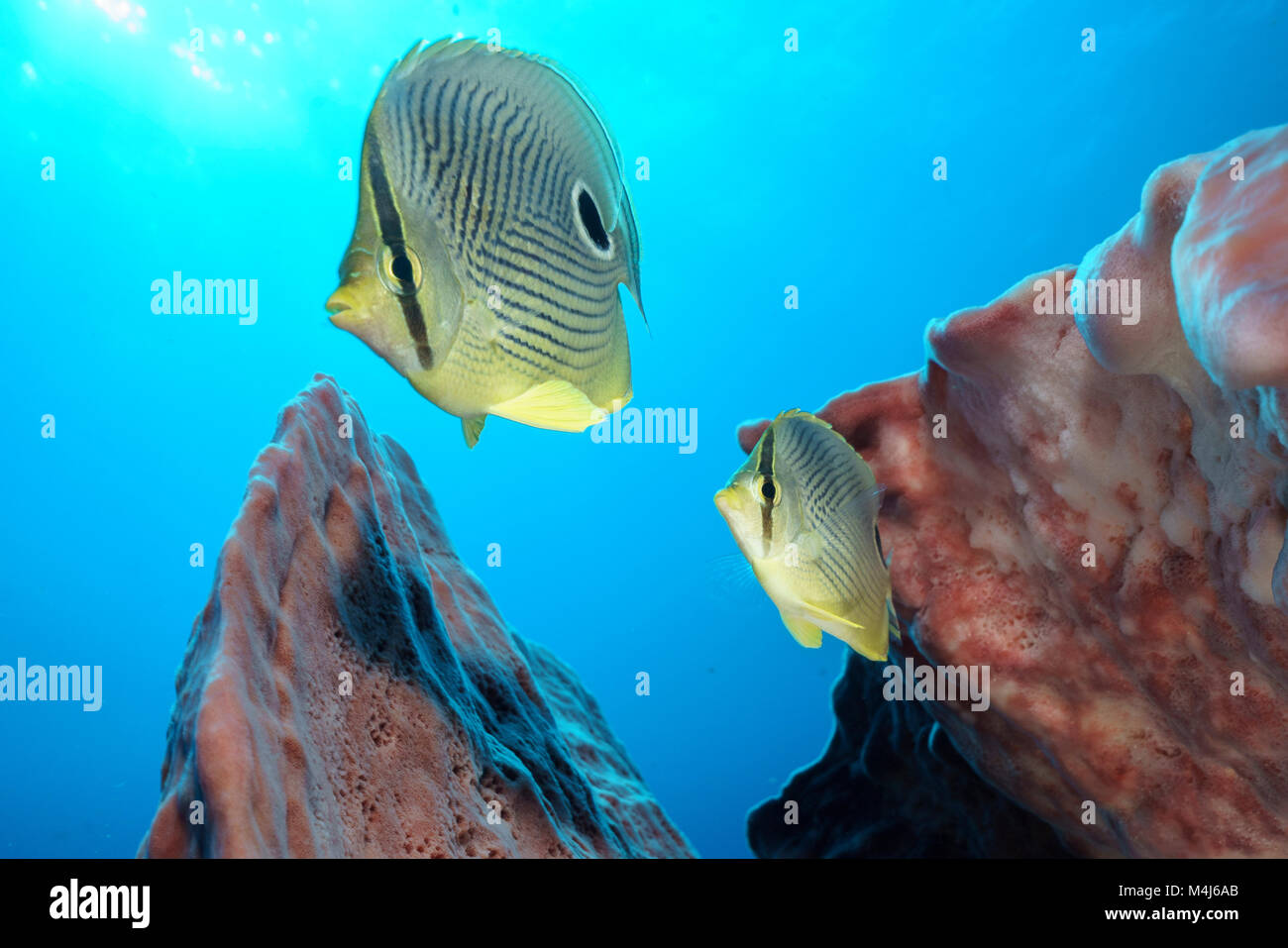 Pair of Four Eyed Butterfly Fish Stock Photo