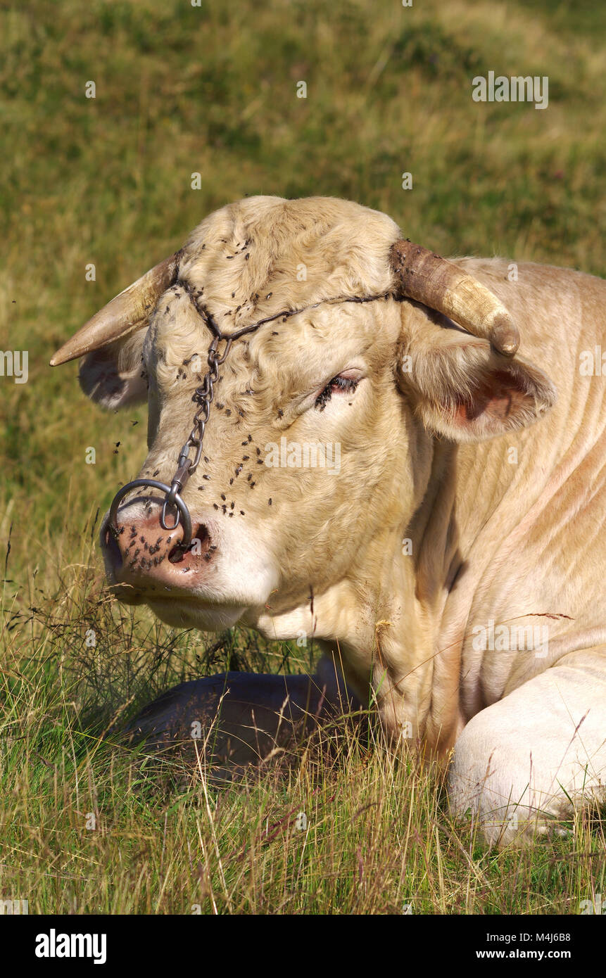 Portrait of French charolais bull Stock Photo