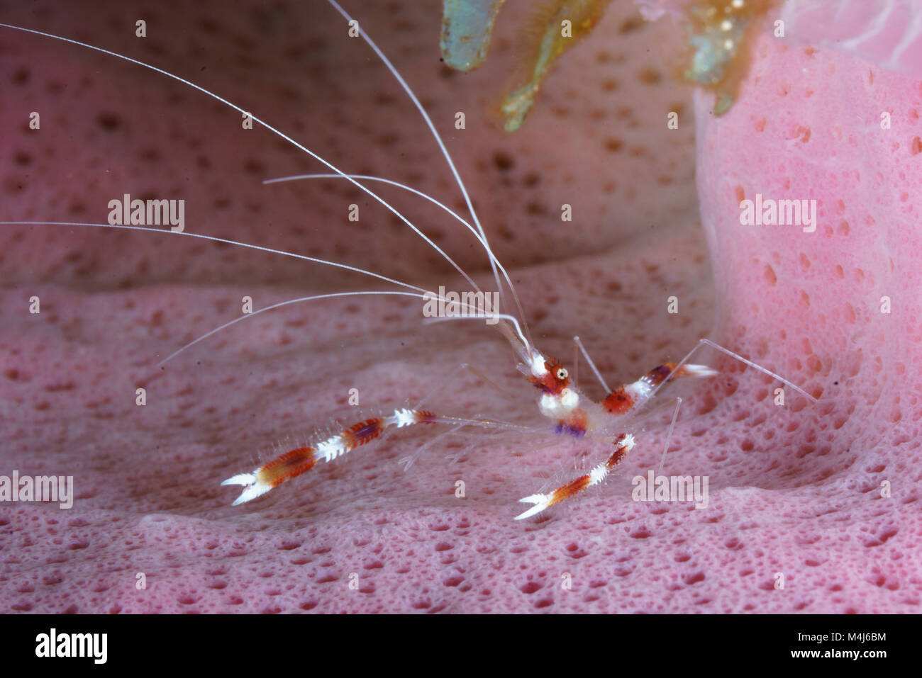 Cleaner Shrimp in Azure Vase Sponge Stock Photo Alamy