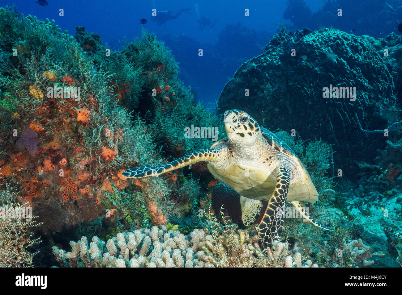 Hawksbill Turtle on Coral Reef Stock Photo