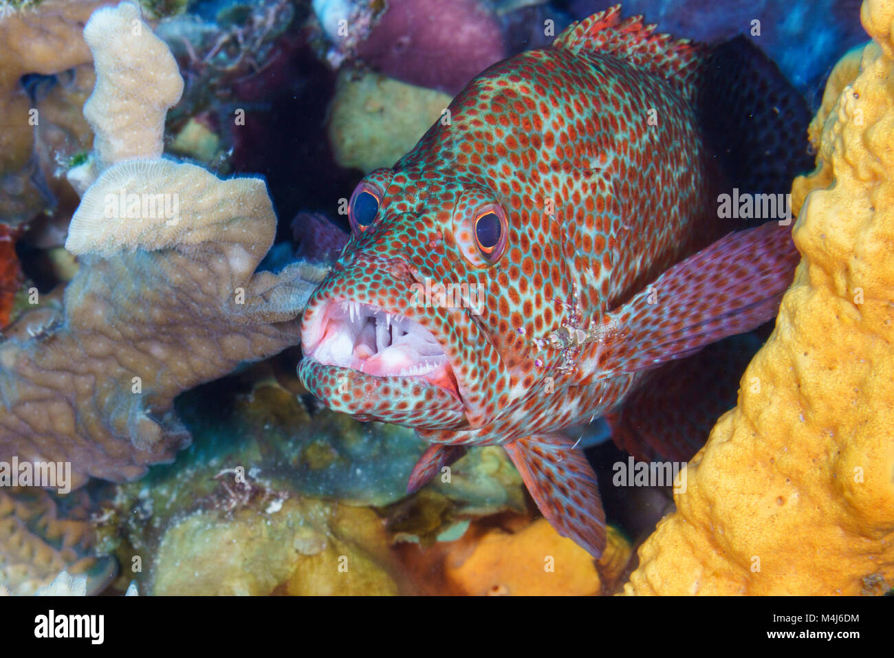 Grasby getting cleaned by Cleaner Shrimp Stock Photo