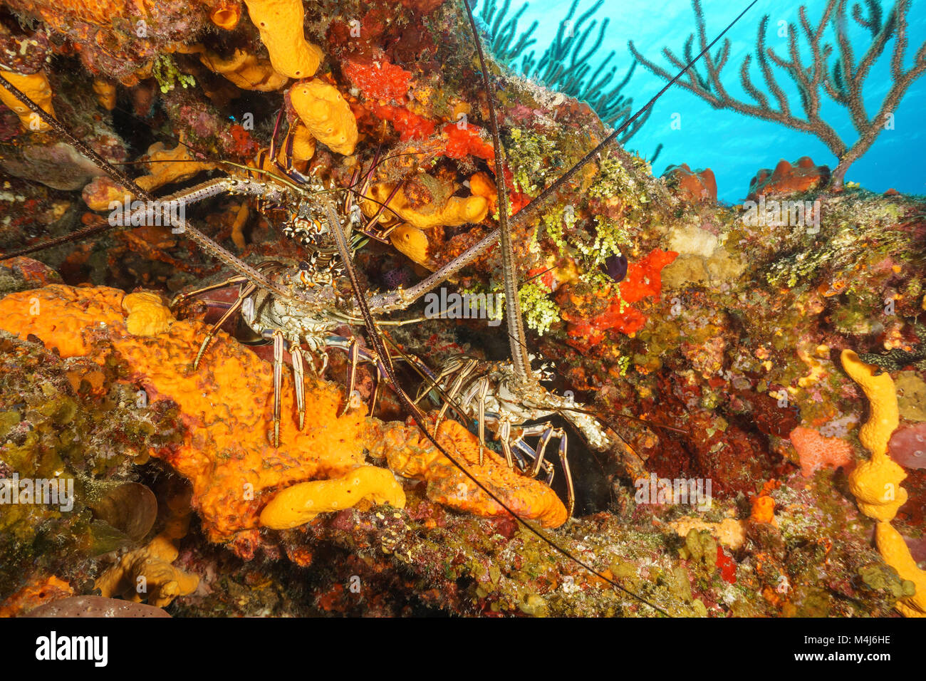 A trio of lobsters tucked into colorful coral Stock Photo