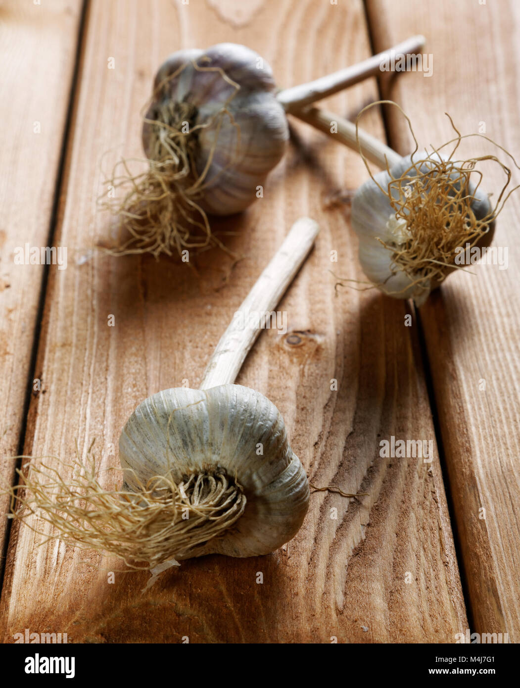head of garlic on the table rustic Stock Photo