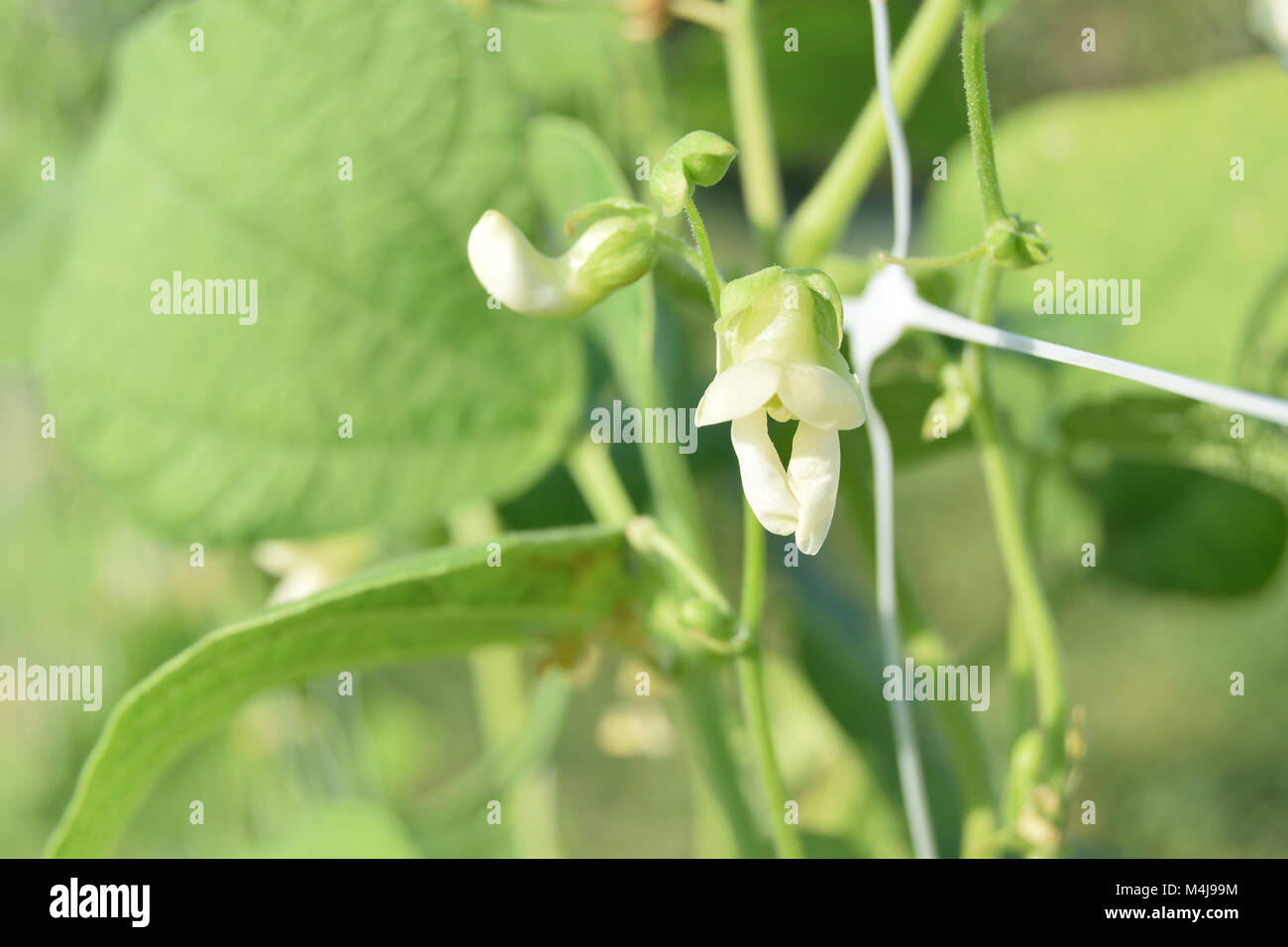 Green beans on the plant just bloomed Stock Photo