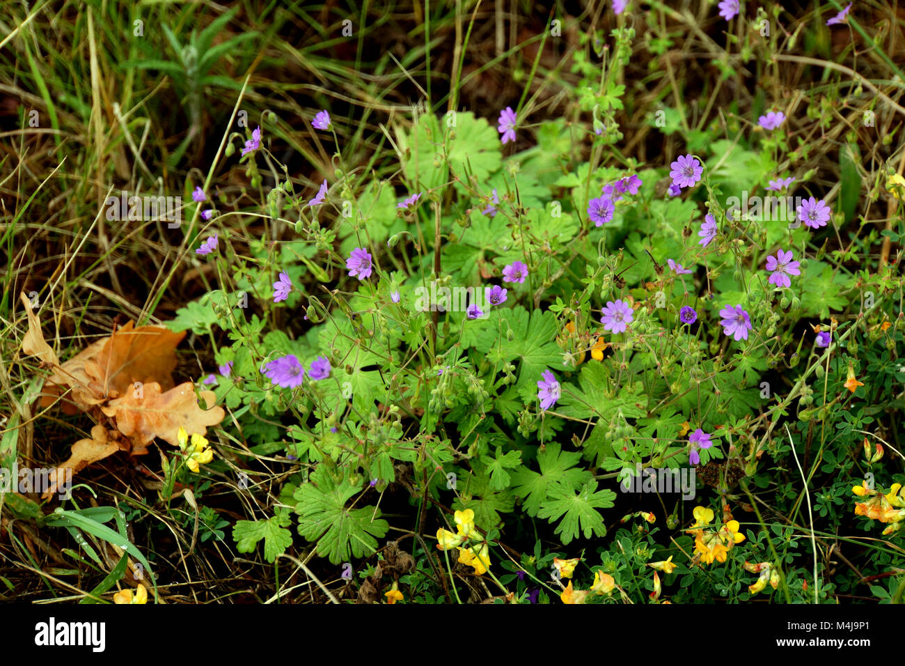 Small-flowered cranesbill (Geranium pusillum) Stock Photo