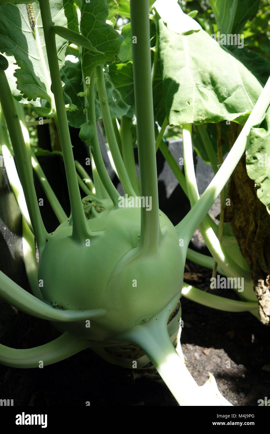 turnip Cabbage (Brassica oleracea) in the raised bed Stock Photo Alamy