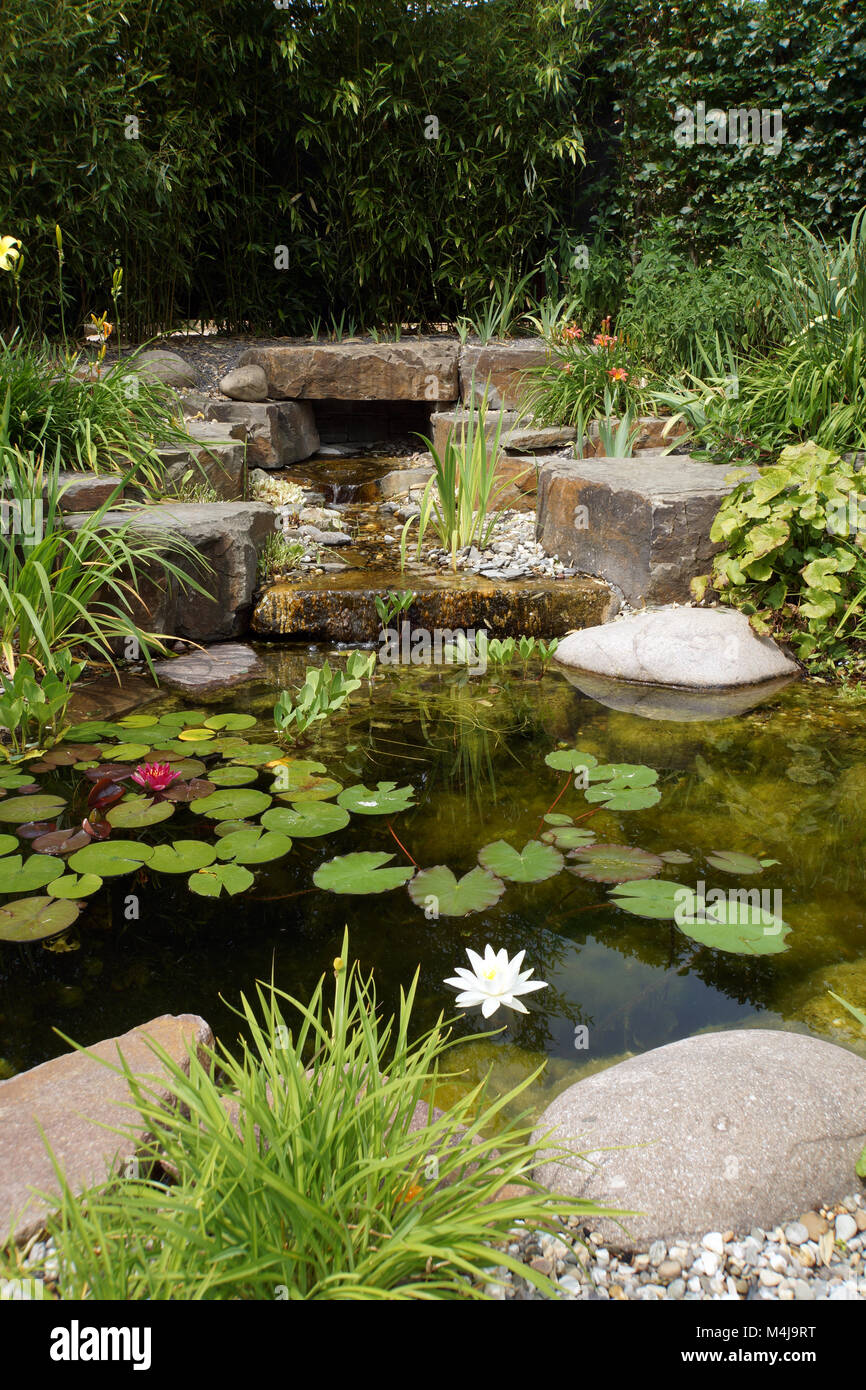 garden pond with water lilies Stock Photo