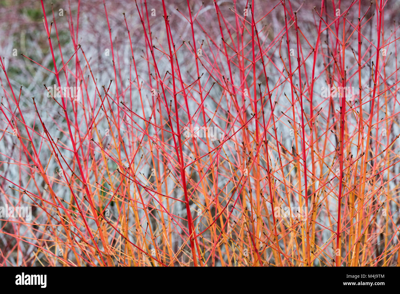 Cornus Sanguinea 'Midwinter Fire'. Dogwood 'Midwinter Fire' coloured ...