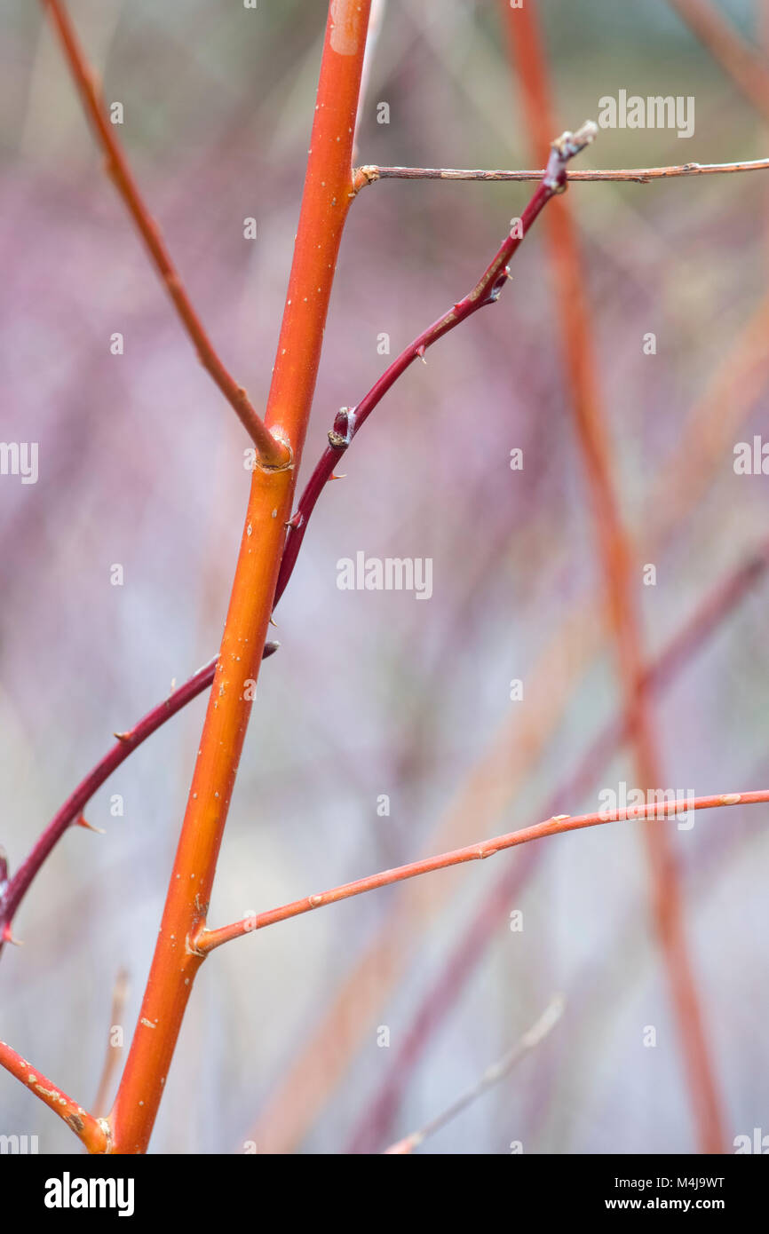 Salix Alba Vitellina Yelverton. Coral bark willow ‘Yelverton’. Orange