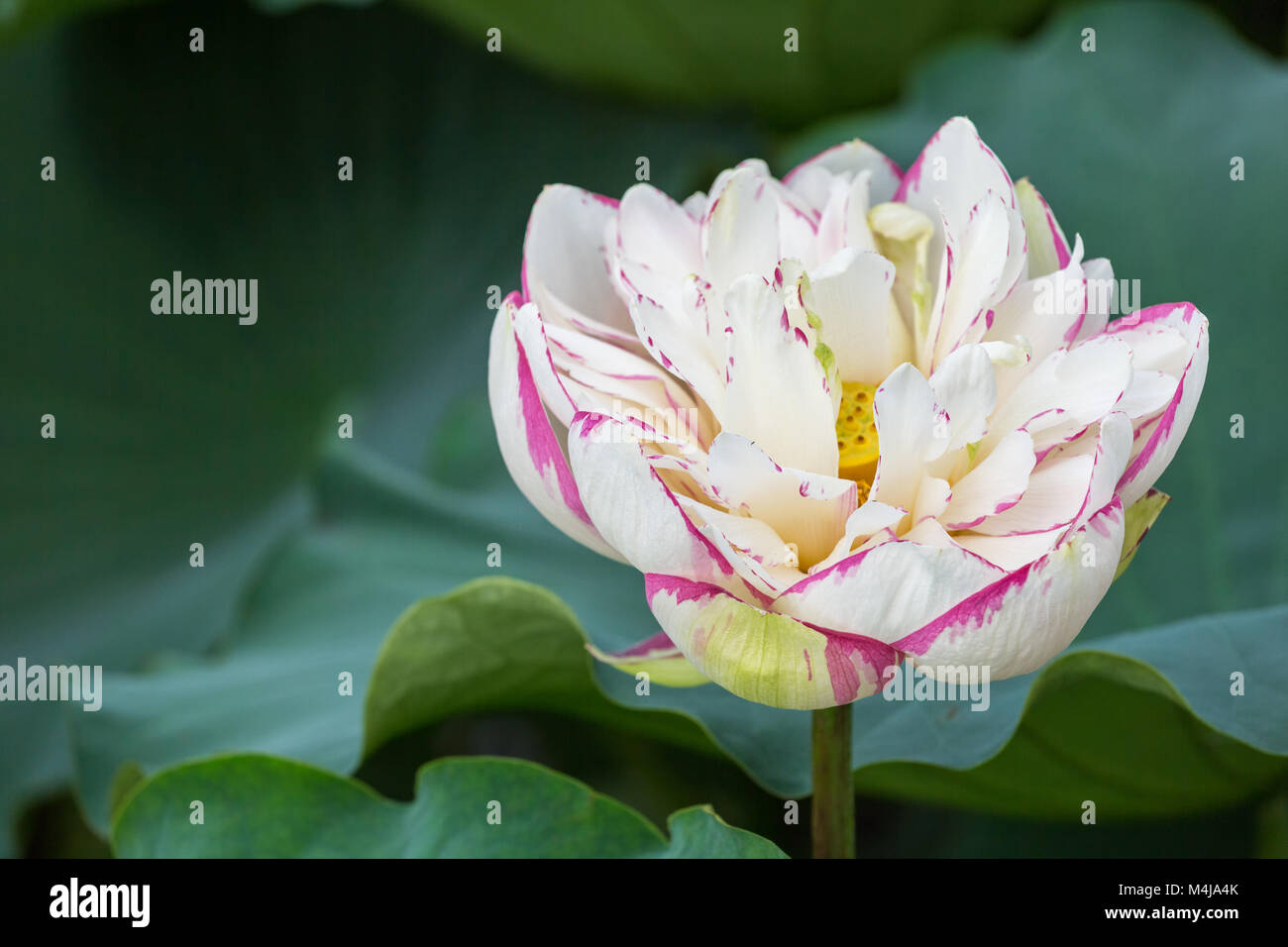 buddha lotus flower bloom Stock Photo