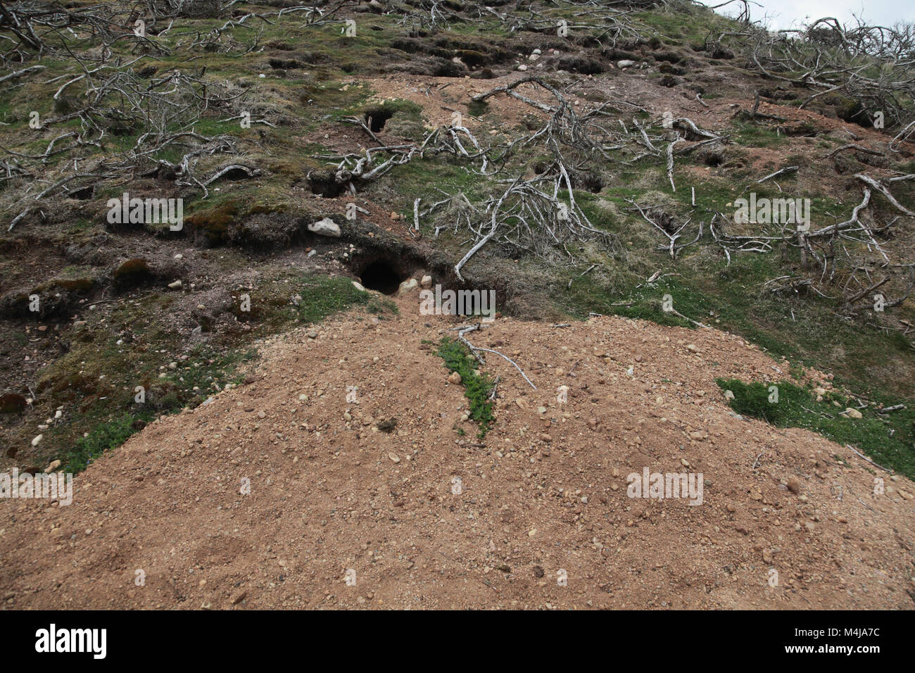 Rabbit Holes Uk Hi Res Stock Photography And Images Alamy