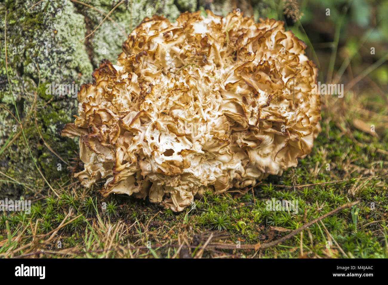 Cauliflower Mushroom Stock Photo