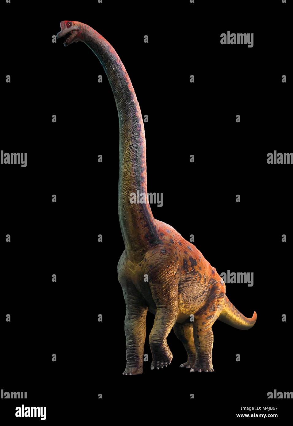 Illustration of a giraffatitan dinosaur. Giraffatitan was previously thought to be a species of brachiosaurus (B. brancai) but is now thought to belong to a separate genus. These animals were sauropods, four-legged, plant-eating dinosaurs from the Jurassic period. They reached a maximum length of about 26 metres and weighed up to 40 tonnes. The skeletons of Brachiosaurus and Giraffatitan, although coming from different continents (America and Africa, respectively) look almost identical to the untrained eye, so this picture could represent either animal. Stock Photo