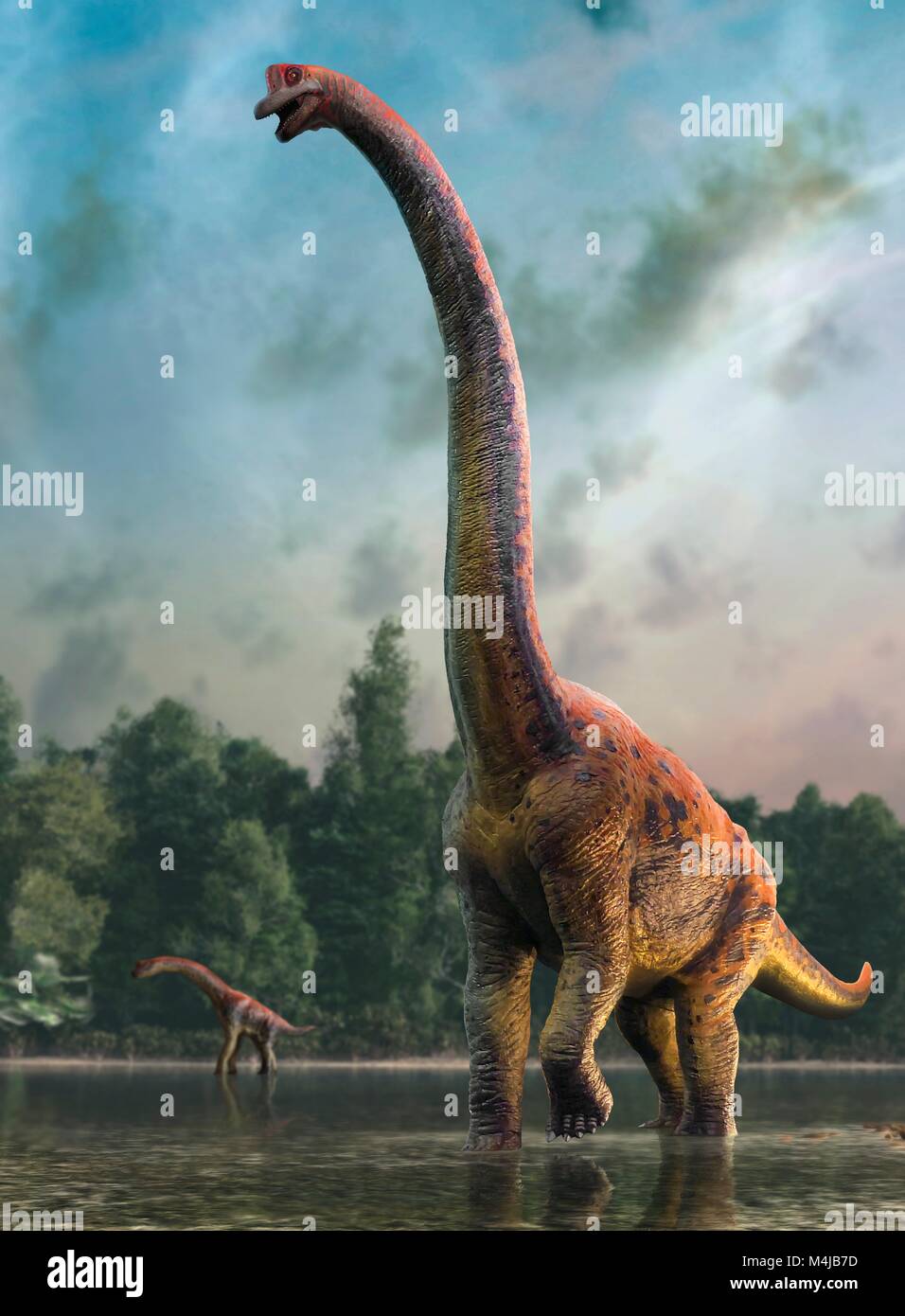 Illustration of a giraffatitan dinosaur mother and infant. Giraffatitan was previously thought to be a species of brachiosaurus (B. brancai) but is now thought to belong to a separate genus. These animals were sauropods, four-legged, plant-eating dinosaurs from the Jurassic period. They reached a maximum length of about 26 metres and weighed up to 40 tonnes. The skeletons of Brachiosaurus and Giraffatitan, although coming from different continents (America and Africa, respectively) look almost identical to the untrained eye, so this picture could represent either animal. Stock Photo