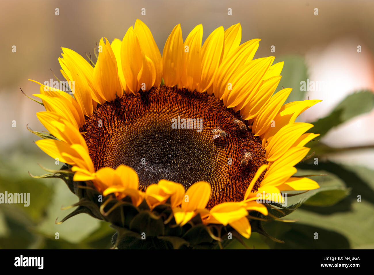 Sunflower, Helianthus annuus, with honeybees Stock Photo