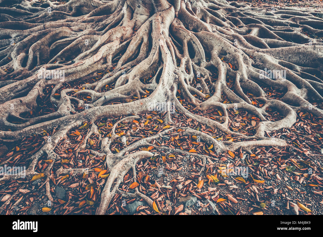 The spreading root system of the old tree on the ground. The variety of shapes in wild nature. Perfect background for the various kinds of collages, i Stock Photo