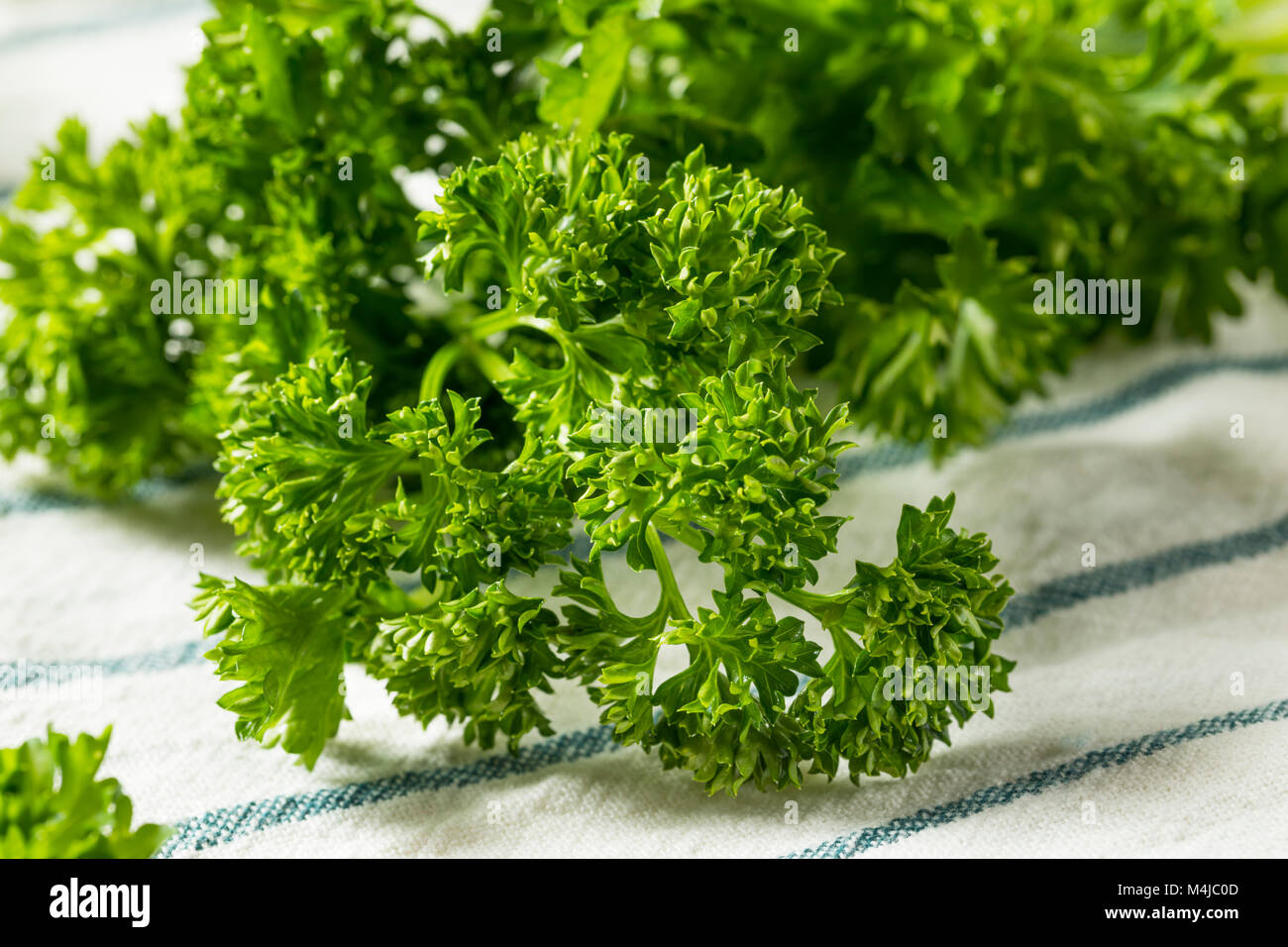 Curly parsley plant hires stock photography and images Alamy