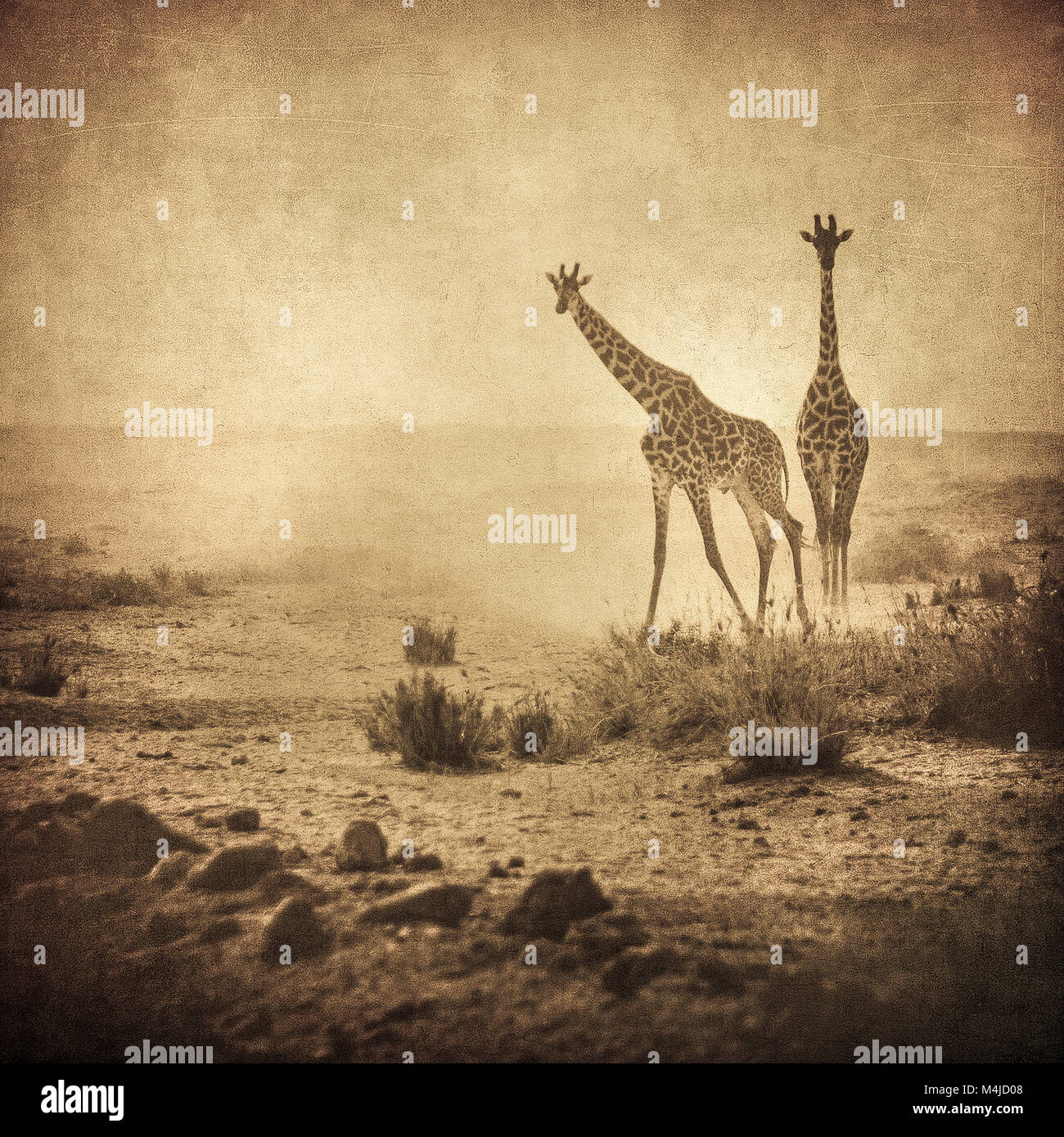 vintage image of giraffes in amboseli national park, kenya Stock Photo
