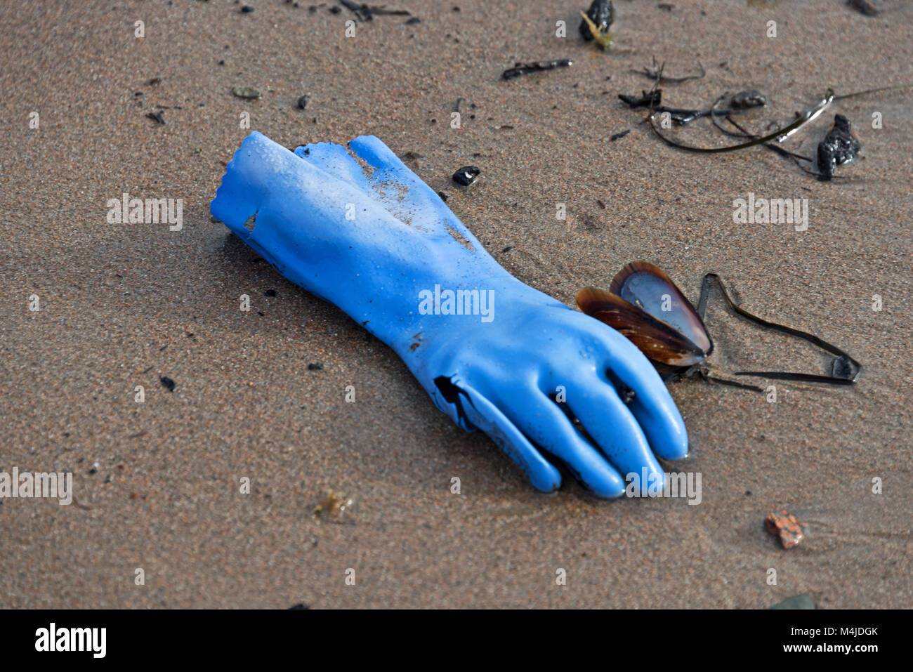 Discarded rubber glove washed up on the beach in Seal Harbor, Maine Stock Photo Alamy