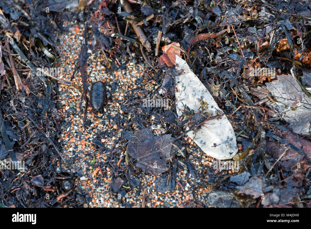 Marine debris and plastic pollution: a used condom washed up on the beach in Seal Harbor, Maine. Stock Photo