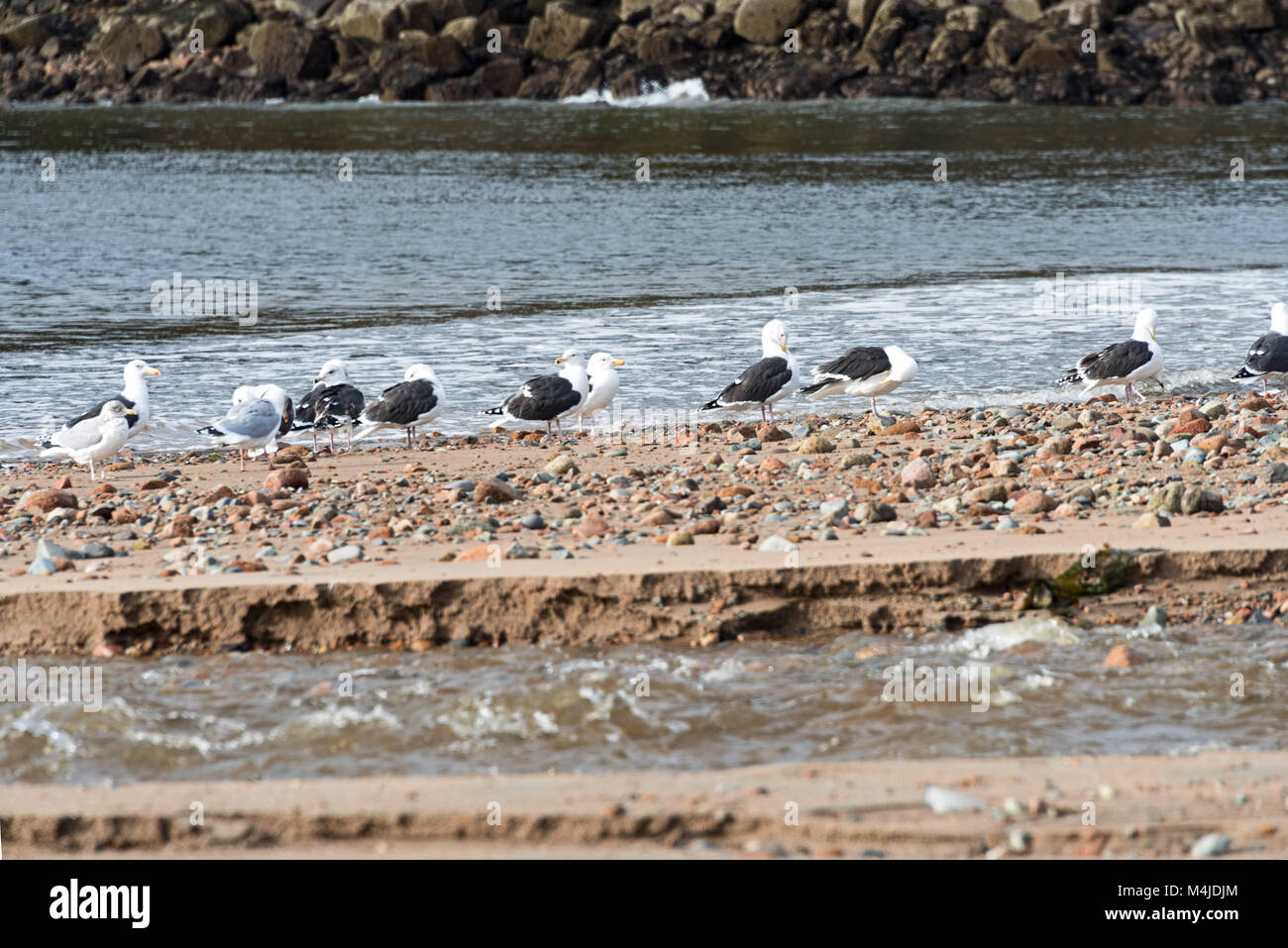 Herring Gulls and Black-backed Gulls on the beach in Seal Harbor, Maine. Stock Photo