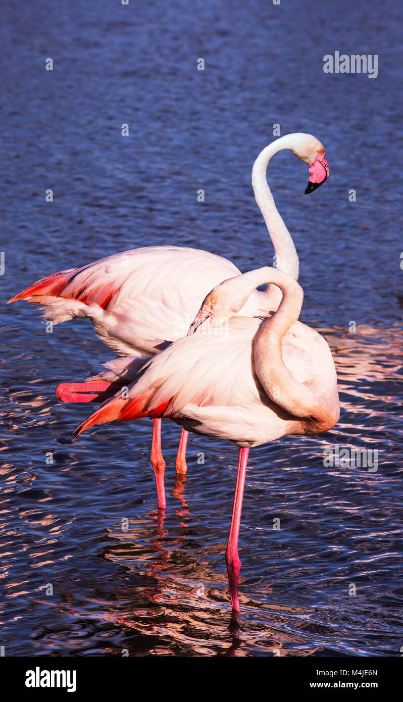 Graceful pink flamingos Stock Photo