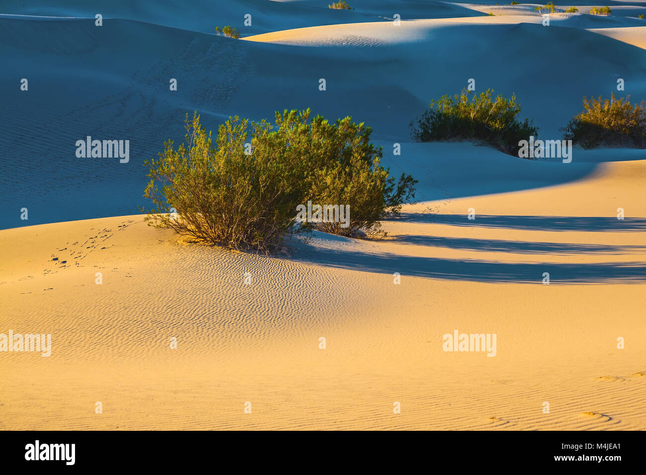 Long morning shadows from dry desert bushes Stock Photo Alamy