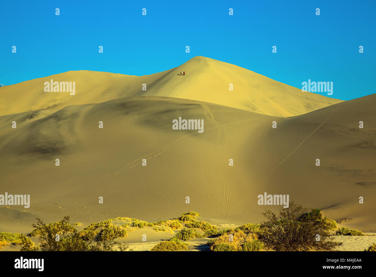 The gentle curves of yellow sand dunes Stock Photo