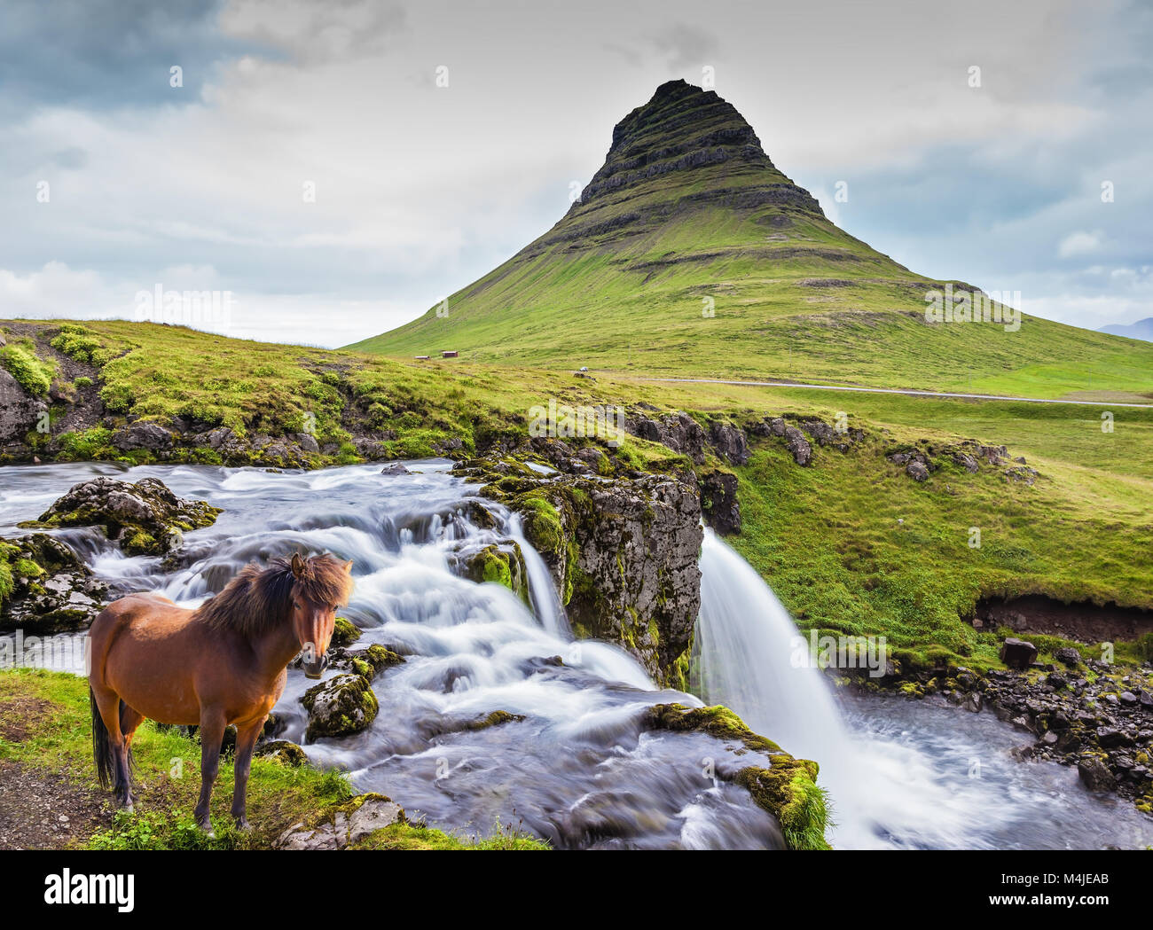 The well-groomed Icelandic horse is grazed Stock Photo