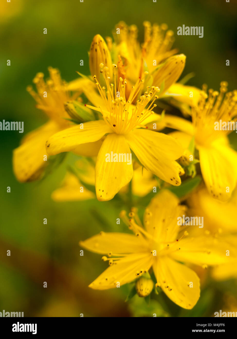 Beautiful Yellow Calycinum outside in summer meadow Stock Photo