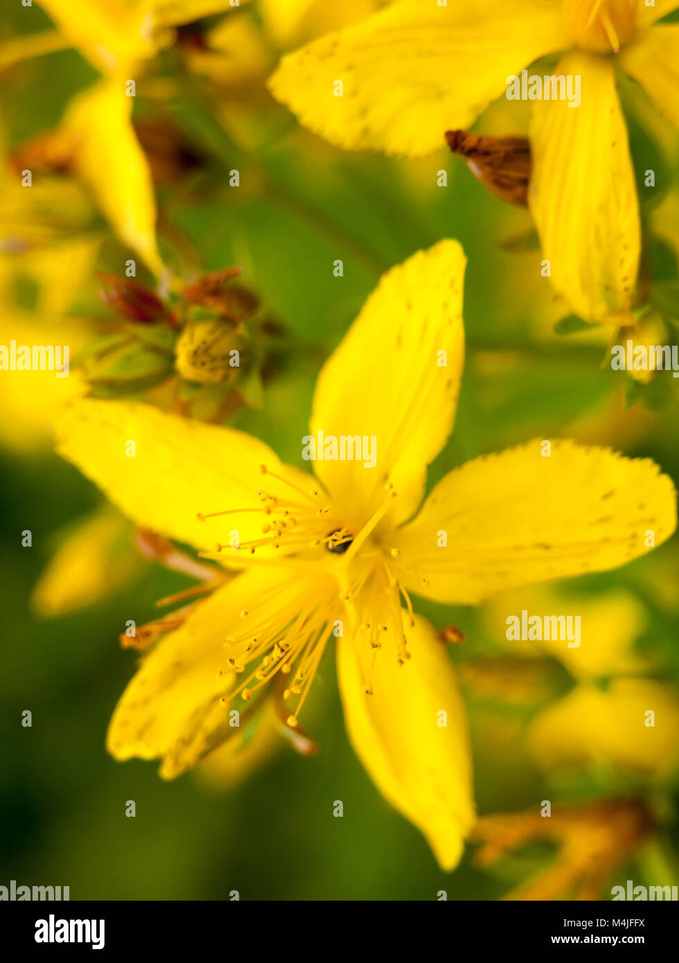 Beautiful Yellow Calycinum outside in summer meadow Stock Photo