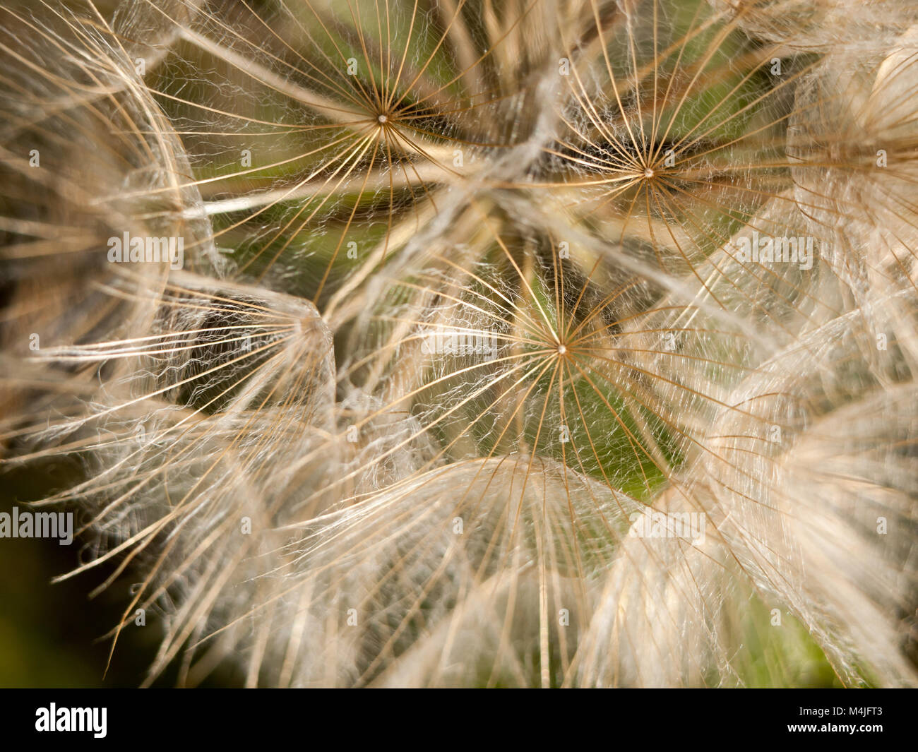 intact close up white dandelion head detail Stock Photo