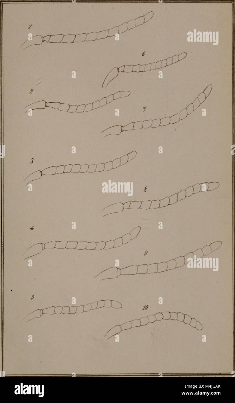 This 1882 work details the genus classifications of European bees ...
