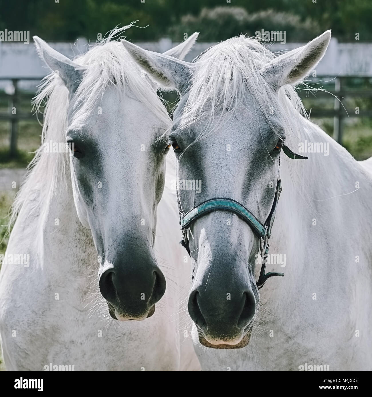 White Horses Stock Photo