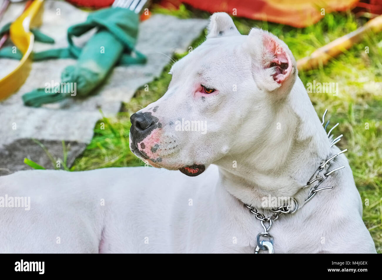 American Staffordshire Terrier Stock Photo