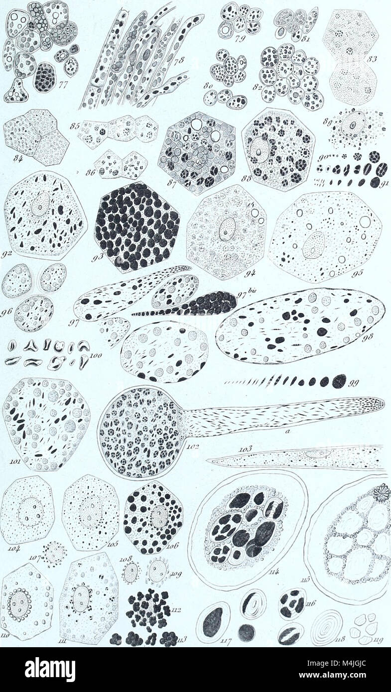 'Annales des Sciences Naturelles Botaniques' (1887) is a botanical ...