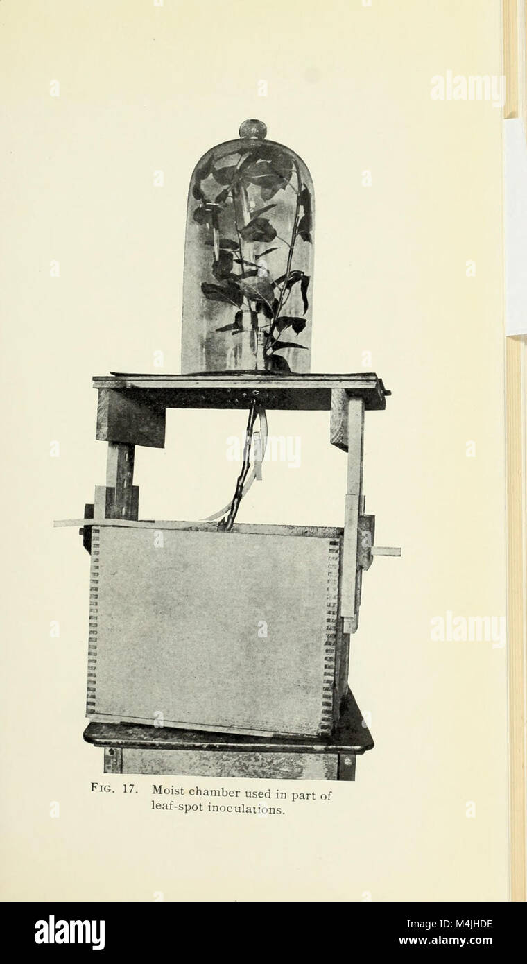 Apple diseases caused by Coryneum foliicolum and Phoma mali (1909) (19124385203) Stock Photo