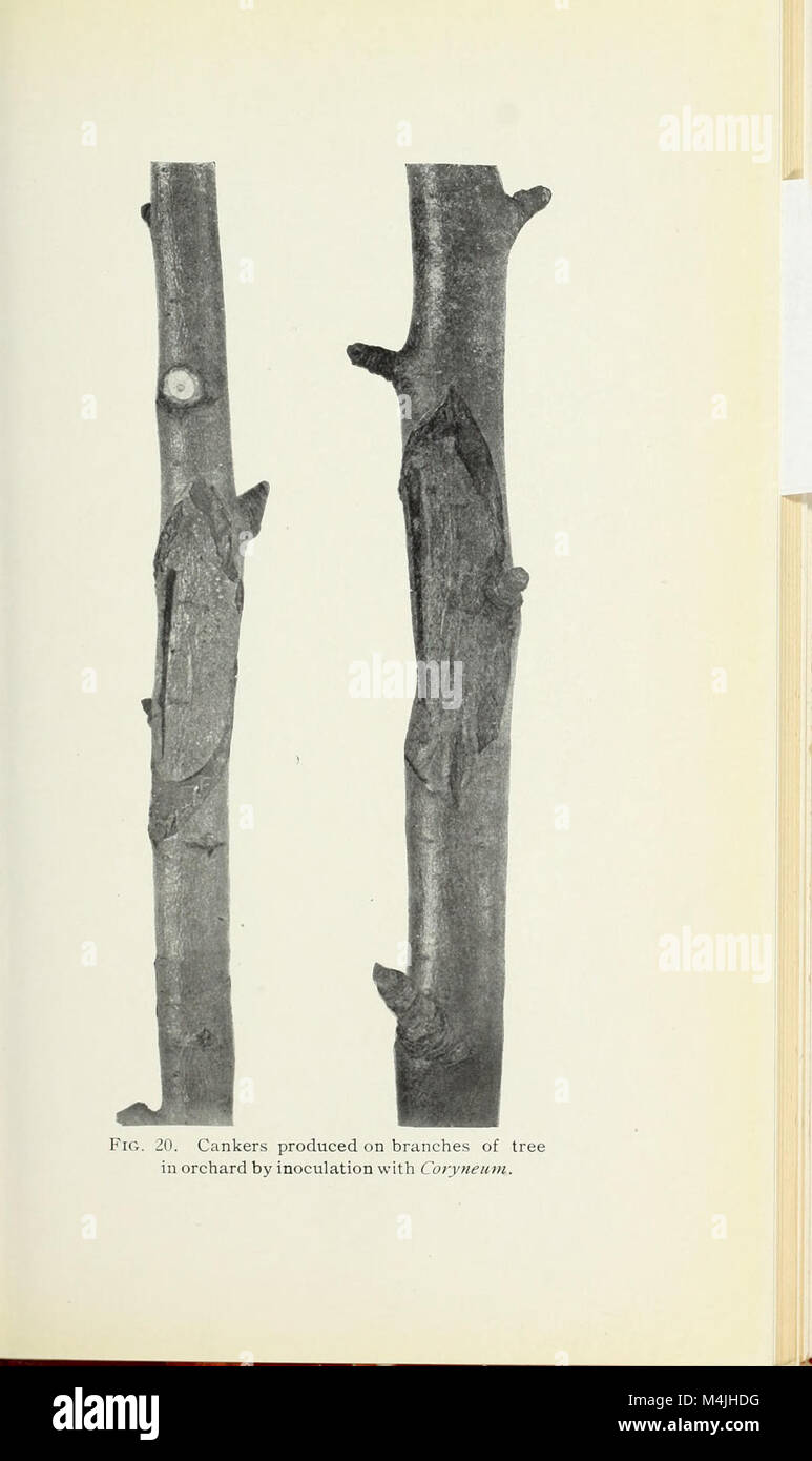 Apple diseases caused by Coryneum foliicolum and Phoma mali (1909) (19738069112) Stock Photo
