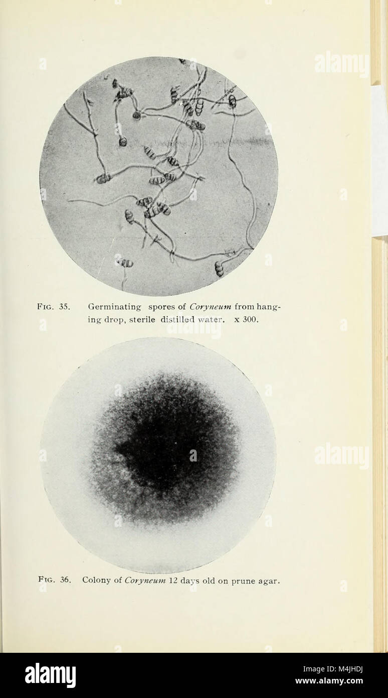 Apple diseases caused by Coryneum foliicolum and Phoma mali (1909) (19745312895) Stock Photo