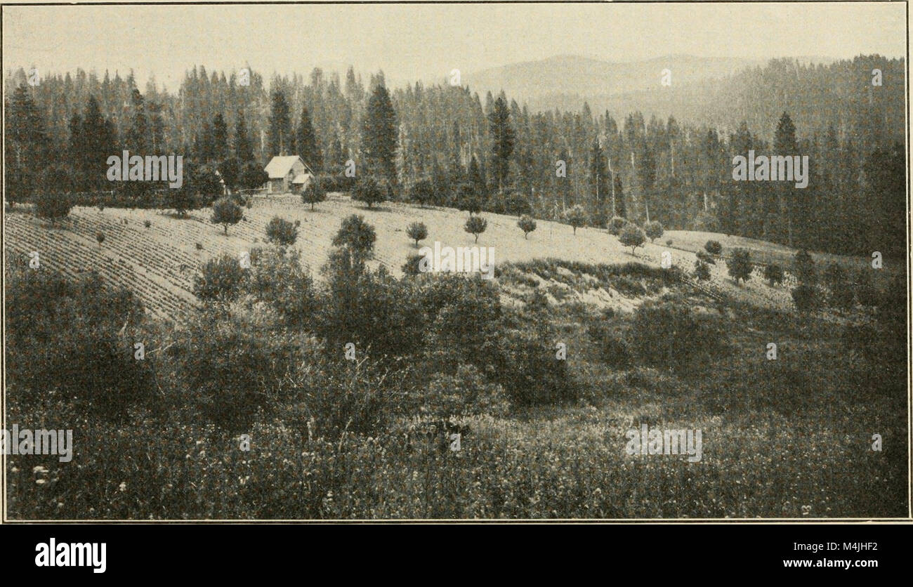 Apple growing in California (1914) (19557359508 Stock Photo Alamy