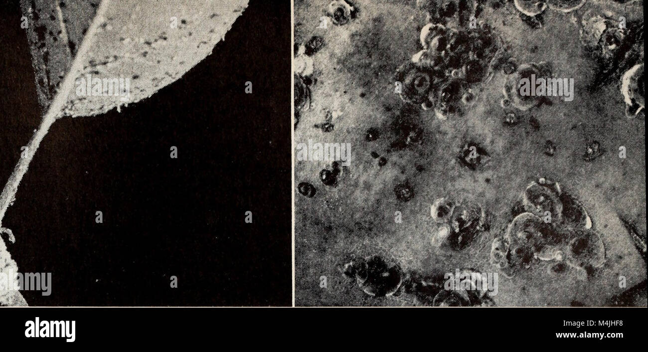 Apple growing in California (1951) (19122909124 Stock Photo Alamy