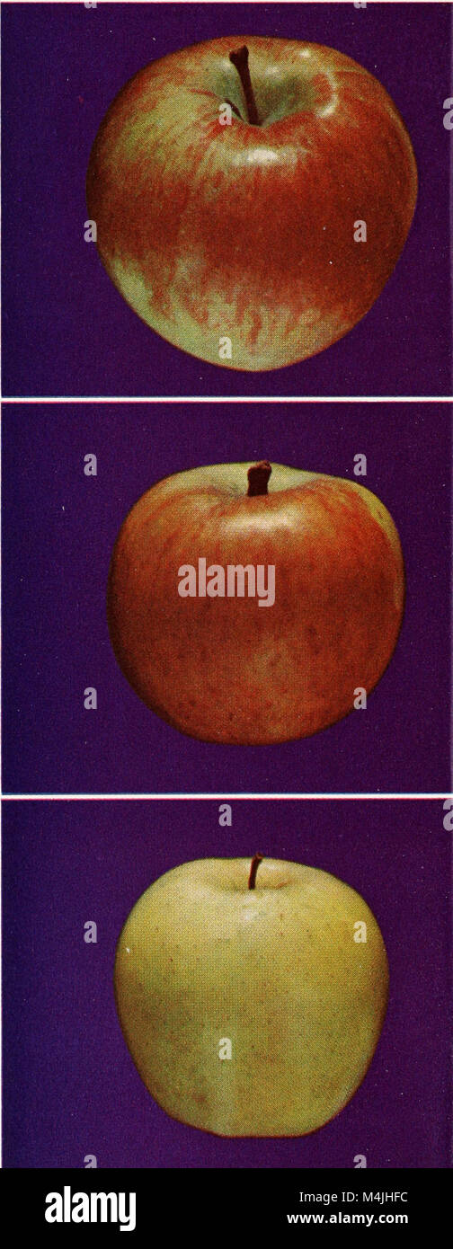 Apple growing in California (1951) (19557379548 Stock Photo Alamy