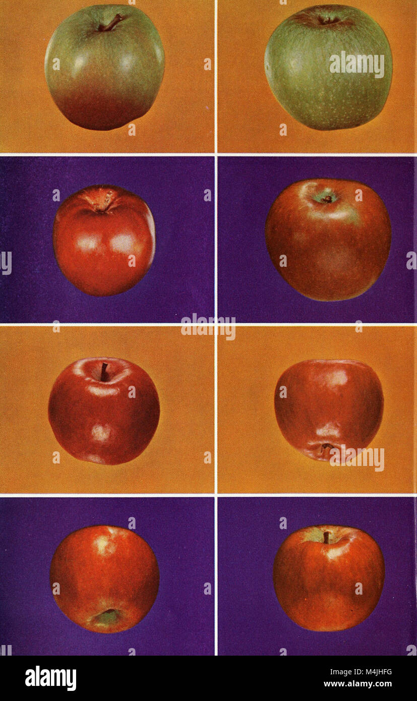 Apple growing in California (1951) (19558785549 Stock Photo Alamy