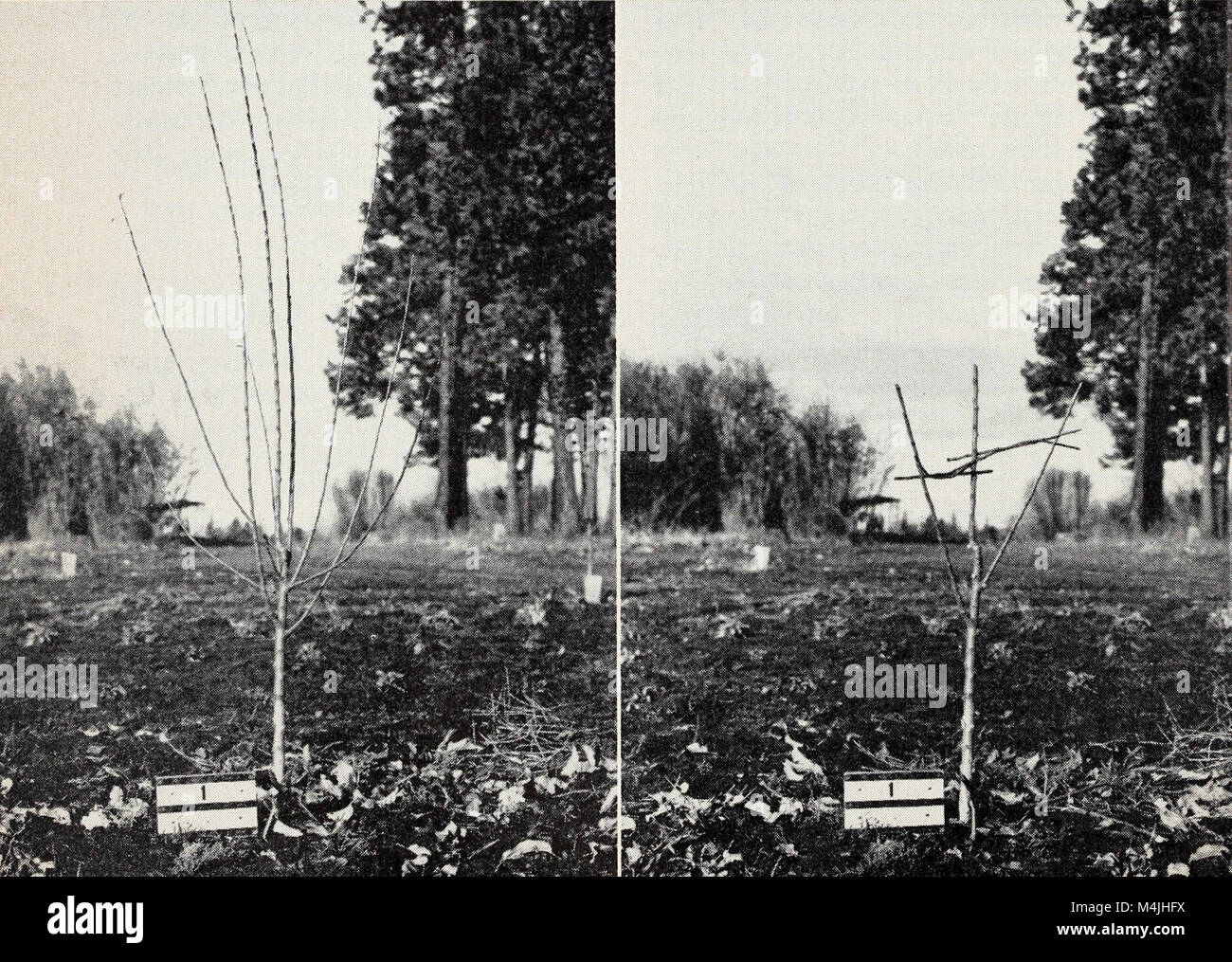 Apple growing in California (1951) (19750084041 Stock Photo Alamy