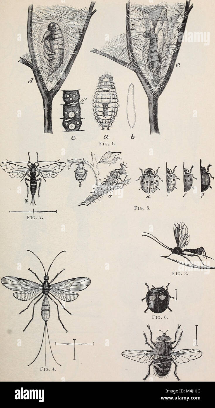 Apple insects of Maine (1899) (19745510755 Stock Photo - Alamy