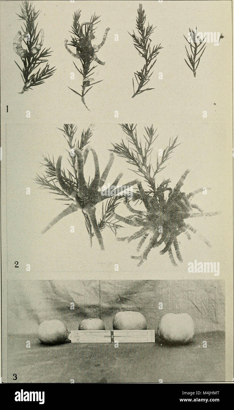 Niche Apple Rust Apple rust, documented in 1915, refers to a fungal disease affecting ...