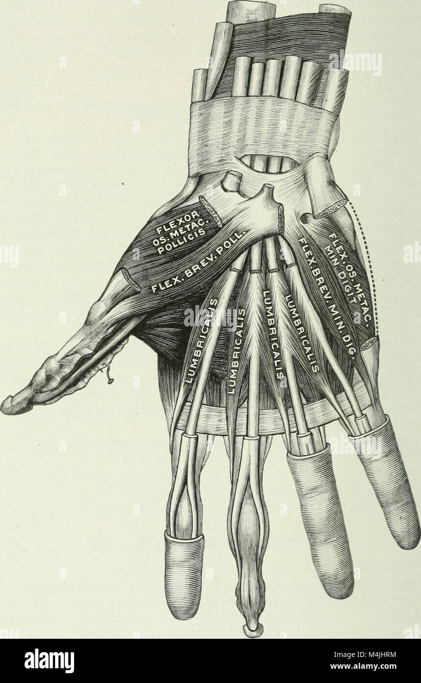 Applied anatomy and kinesiology; the mechanism of muscular movement (1919) (14759425146) Stock Photo